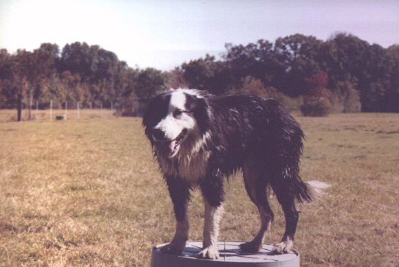 spur.jpg (47893 bytes)